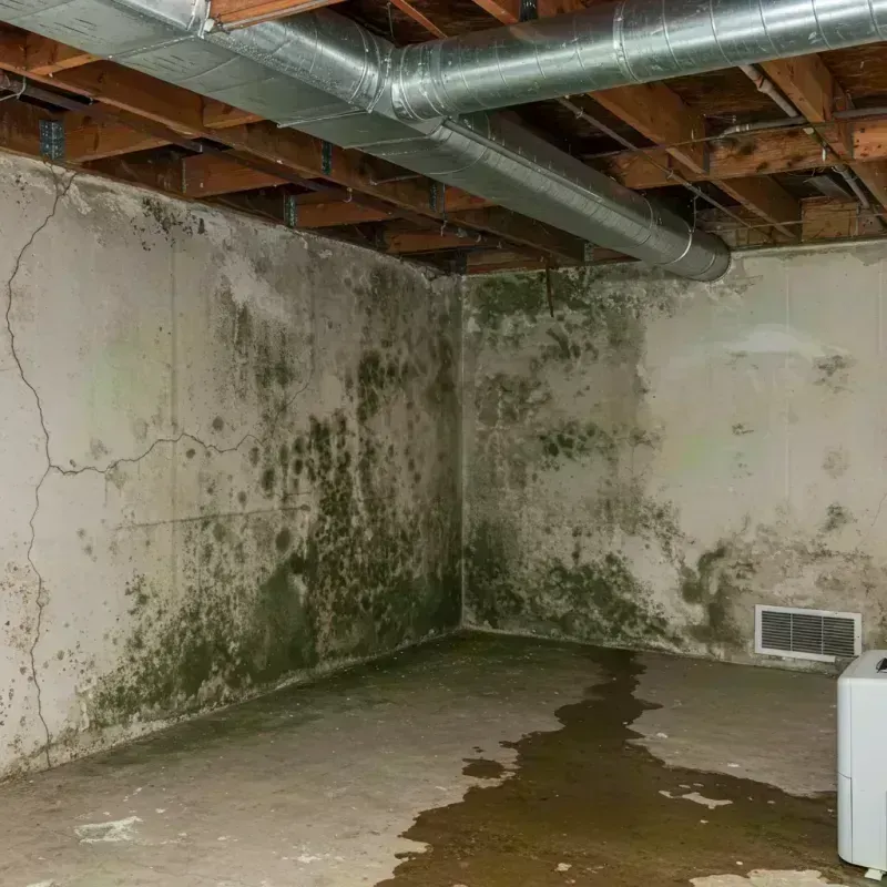 Professional Mold Removal in Williamson County, IL